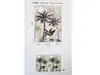 Fototapet peisaj cu palmieri, Marburg 47203, pe suport vlies, 159x270 cm