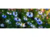 Autocolant perete Floricele albastre cu spini, multicolor, dimensiune autocolant 200x80cm