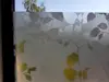 Folie geam electrostatică Amena, d-c-fix, sablare cu imprimeu frunze, 67 cm lățime