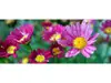 Autocolant perete Pink daisies , multicolor, dimensiune autocolant 200x80cm