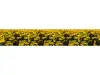Autocolant perete Lan cu margarete, Folina, model floral galben, rolă de  80x400 cm