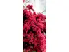 Autocolant uşă Copac înflorit roz, Folina, model multicolor, dimensiune autocolant 92x205 cm