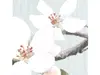 Fototapet floral Apple Bloom, Komar, crengi înflorite şi păsări, 250x250 cm