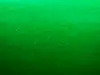 Fetru la metru, pâslă verde cu grosime de 1 mm, cu lățimea de 100cm
