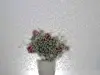 Folie geam autoadezivă Sonja, Alkor, model floral discret, rolă de 67 cm x 5 metri