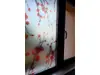 Folie geam autoadezivă Hannah, Folina, model floral rosu, rolă de 100x100 cm