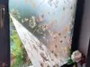 Folie geam autoadezivă, Folina Veti, sablare cu imprimeu floral maro, 90 cm lăţime