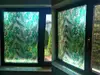 Folie geam autoadezivă Palmas, Folina, model frunze verzi, efect de sablare, 100 cm lăţime