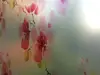 Folie geam autoadezivă, Magicfix, sablare cu imprimeu floral roșu, lățime 100 cm