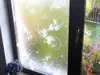Folie geam autoadezivă, Folina Bird, sablare cu imprimeu floral alb și păsări, rolă de 90x300 cm, racletă pentru aplicare inclusă