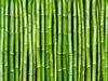 Fototapet Bamboo, Dimex, bambus verde, 375x250 cm