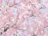 Fototapet crengi înflorite Pink Blossom