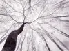 Fototapet Inside the trees, WG, model crengi, gri, 366x254 cm