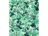 Fototapet frunze Evergreen, Komar, exotic, verde, 200x250 cm