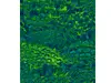 Fototapet Feathers, Komar, verde, 200x250 cm