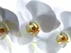 Fototapet Orhidee albă, AGDesign, 360x270 cm
