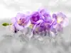 Fototapet floral 3D orhidee mov