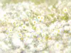 Fototapet floral Margarete, Komar, multicolor, 368 x 254 cm