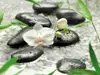 Fototapet floral Pure, Komar, imagine cu orhidee albă, 368x254 cm