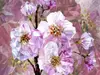 Fototapet floral Blooming Gems, Komar, culoare roz, dimensiune fototapet 368x248 cm