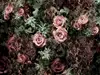 Fototapet floral Velvet, Komar, imprimeu floral, multicolor, 368 x 254 cm