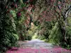 Fototapet floral Wicklow Park, Komar, dimensiuni 368 x 254 cm