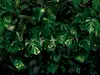Fototapet Tropical Wall, Komar, verde intens, 400x250 cm