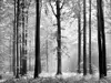 Fototapet peisaj Pădure Avalon, WG, alb-negru, 366x254 cm