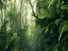 Fototapet pădure tropicală Tropenwelten, Komar, verde, 500x250 cm