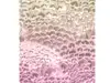 Fototapet Pale Feathers, Komar, culori pastel, 200x250 cm