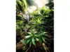 Fototapet Spirit, Komar, decorațiune peisaj exotic verde, dimensiune fototapet 184x248 cm