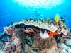 Fototapet peisaj marin, Komar, Coral Reef, multicolor, 400x280 cm