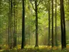 Fototapet Autumn Forest, WG, peisaj pădure, 366x254 cm
