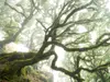Fototapet peisaj The forgotten forest, Komar, verde, 400x250 cm
