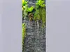 Fototapet Zid piatră cu plante, AGDesign, gri, 90x202 cm