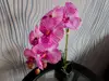 Flori artificiale, Folina, aranjament orhidee roz Olivia, 45 cm înălţime
