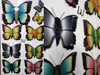 Sticker 3D Fluturi Papillon, Folina, multicolor, set 9 bucăți