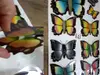 Sticker 3D Fluturi Papillon, Folina, multicolor, set 9 bucăți
