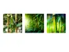 Set 3 tablouri Bambus, AGDesign,verde, 29x29 cm