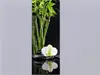 Tablou sticlă orhidee Reflection, EUROGRAPHICS, decorațiune de culoare albă, tablou cu dimensiunea 30x80 cm