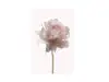 Tablou floral crem Rose, Komar, Art Poster printat digital, în ramă albă, 40x30 cm