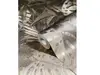 Tapet floral, efect metalic auriu, Marburg Botanica 33303