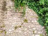 Fototapet autoadeziv, Dimex Stone Wall, zid piatră cu frunze verzi, 375x250 cm