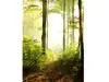 Fototapet peisaj pădure, Marburg 47221, verde, 212x270 cm
