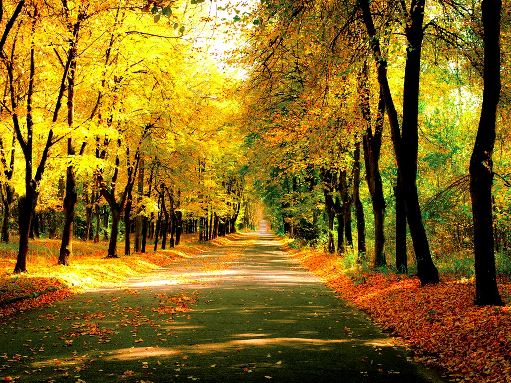 Fototapet peisaj de toamnă, Sunny day in the Autumn Park, 400x260 cm