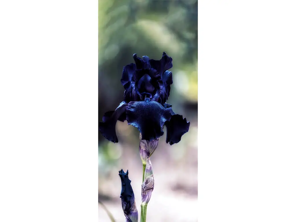 Autocolant uşă Iris Negru, Folina, model multicolor, dimensiune autocolant 92x205 cm