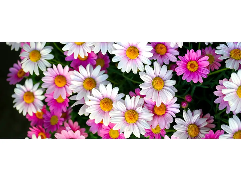 Autocolant perete Daisies, Folina, model floral, rolă de 200x80cm