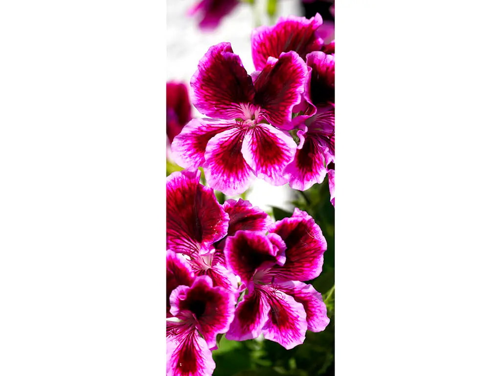 Autocolant uşă Geranium, Folina, model multicolor, dimensiune autocolant 92x205 cm