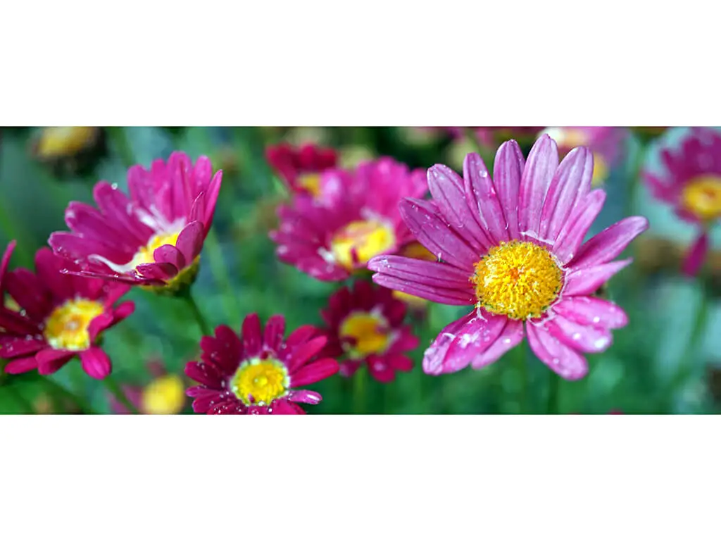 Autocolant perete Pink daisies , multicolor, dimensiune autocolant 200x80cm