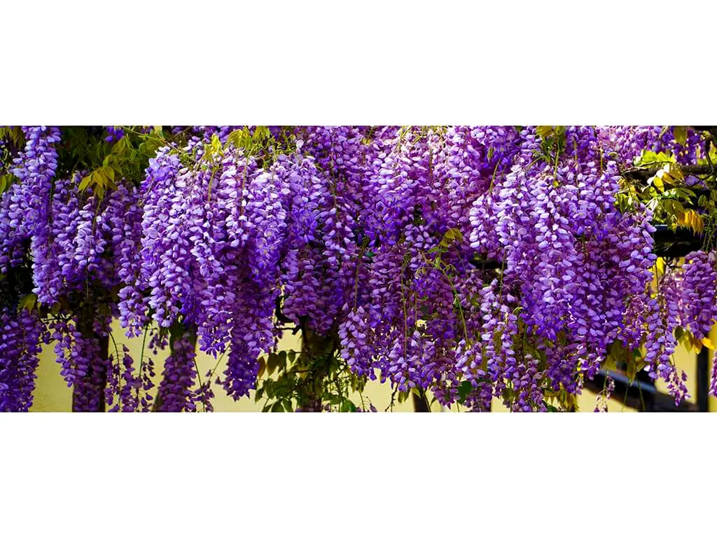 Autocolant perete Wisteria, Folina, 200x80cm